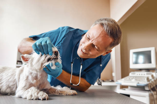 Best Emergency Root Canal Treatment in La Porte, IN